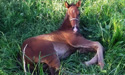 Picture of foal